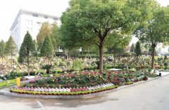 以树为碑：生命的另一种生长